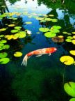 koi_fish.jpg